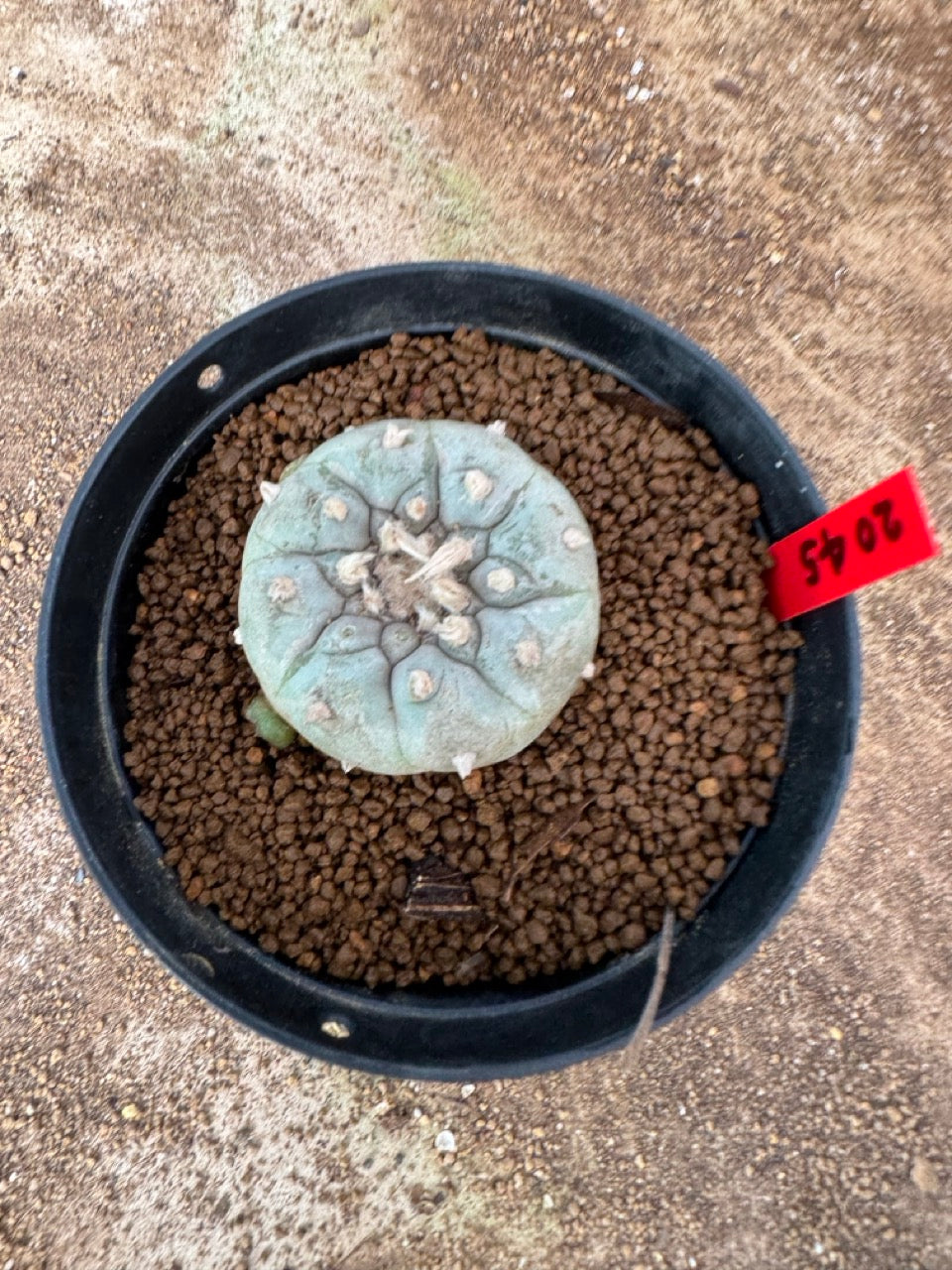 Lophophora williamsii – Peyote Cactus (4-6 cm, Own Root)