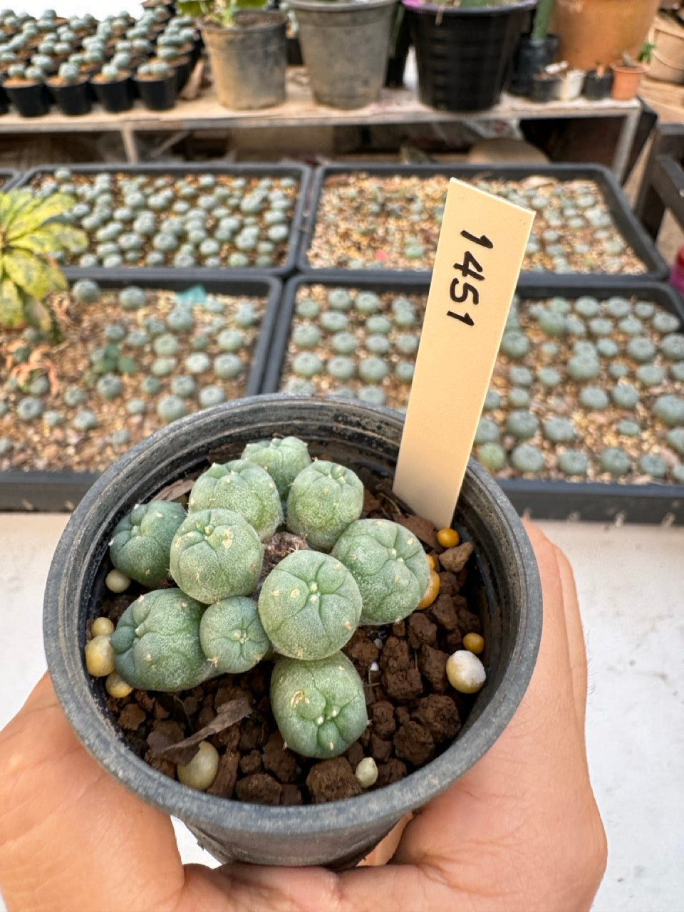 Lophophora williamsii – Peyote Cactus (6–7 cm, Own Root)
