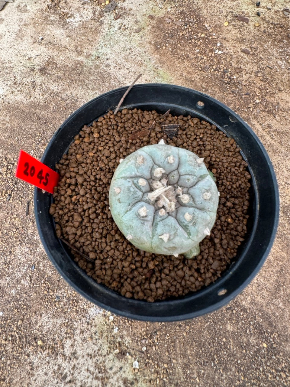Lophophora williamsii – Peyote Cactus (4-6 cm, Own Root)
