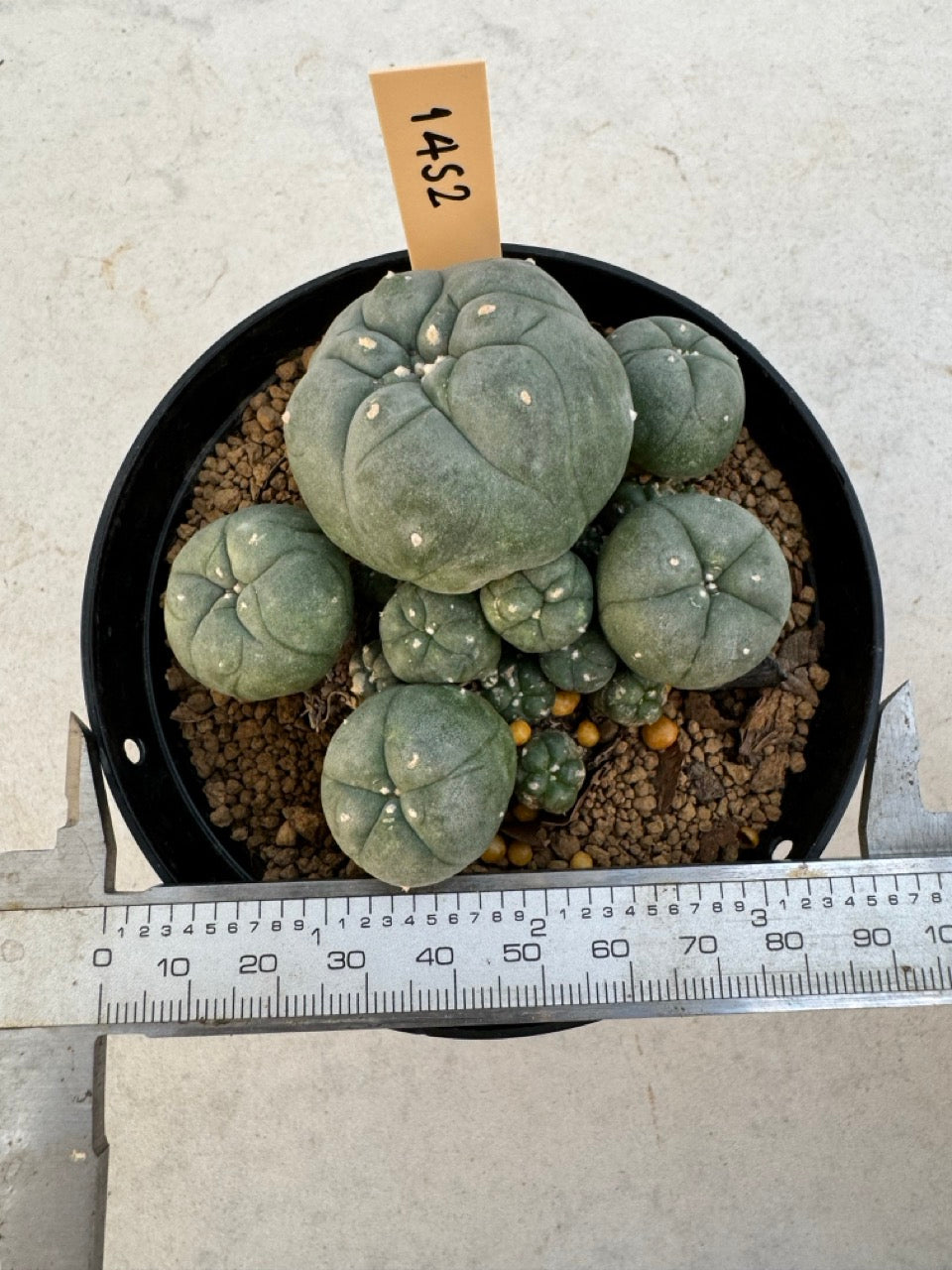 Lophophora williamsii – Peyote Cactus (6–7 cm, Own Root)