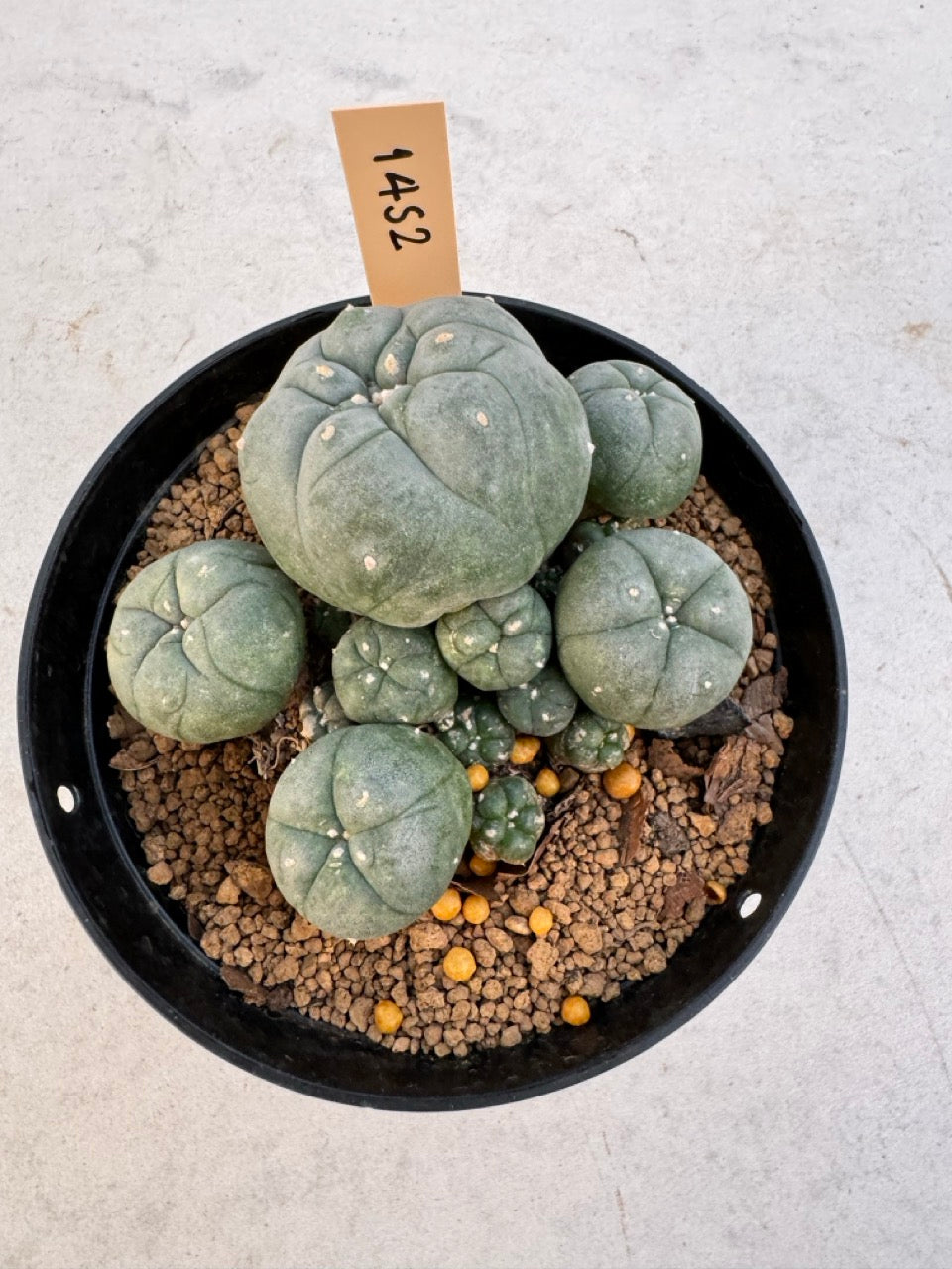 Lophophora williamsii – Peyote Cactus (6–7 cm, Own Root)