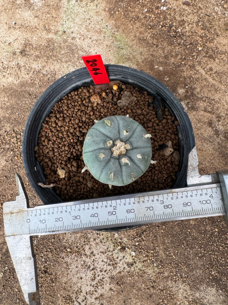 Lophophora williamsii – Peyote Cactus (4-6 cm, Own Root)