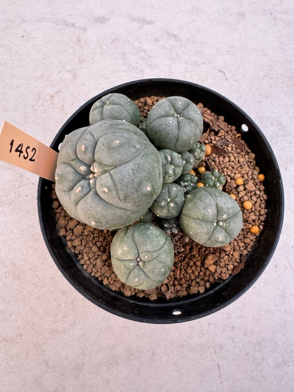Lophophora williamsii – Peyote Cactus (6–7 cm, Own Root)