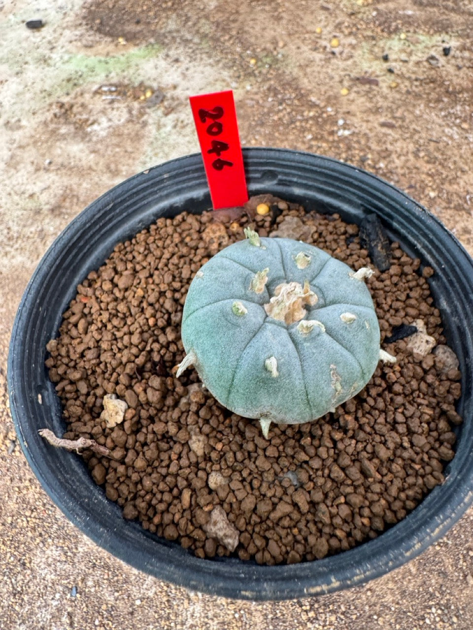 Lophophora williamsii – Peyote Cactus (4-6 cm, Own Root)