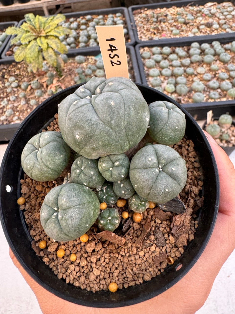 Lophophora williamsii – Peyote Cactus (6–7 cm, Own Root)