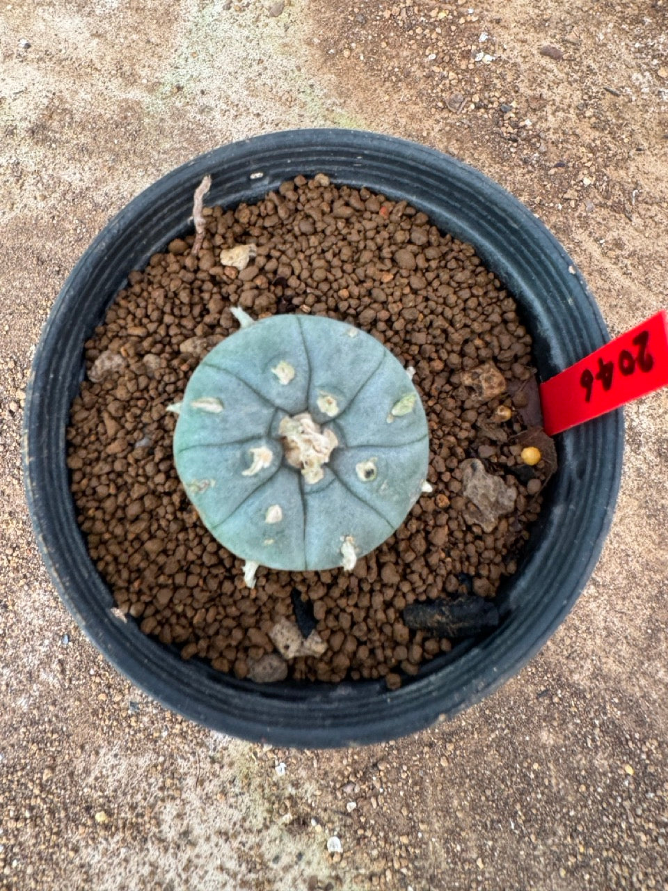 Lophophora williamsii – Peyote Cactus (4-6 cm, Own Root)