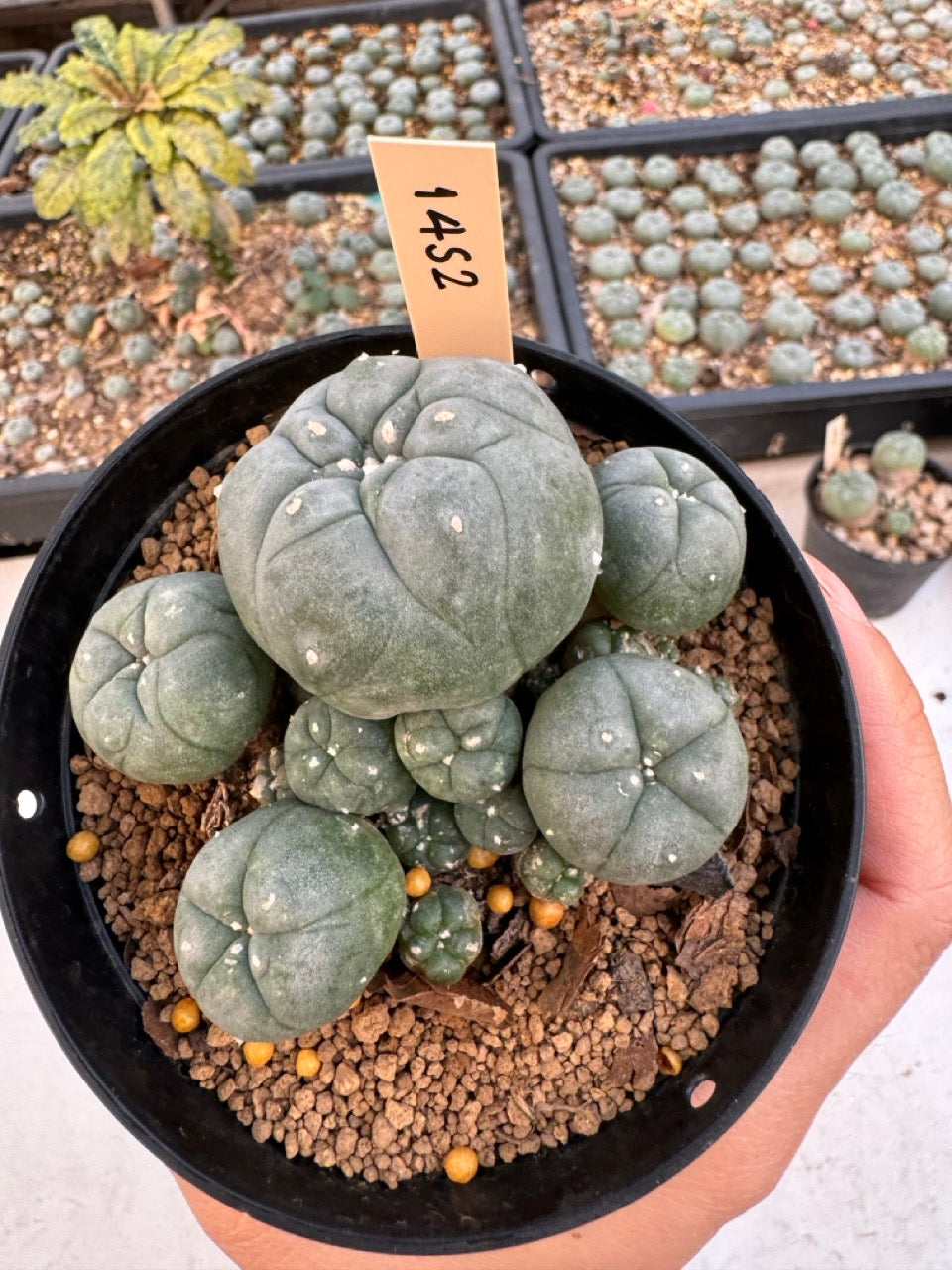 Lophophora williamsii – Peyote Cactus (6–7 cm, Own Root)