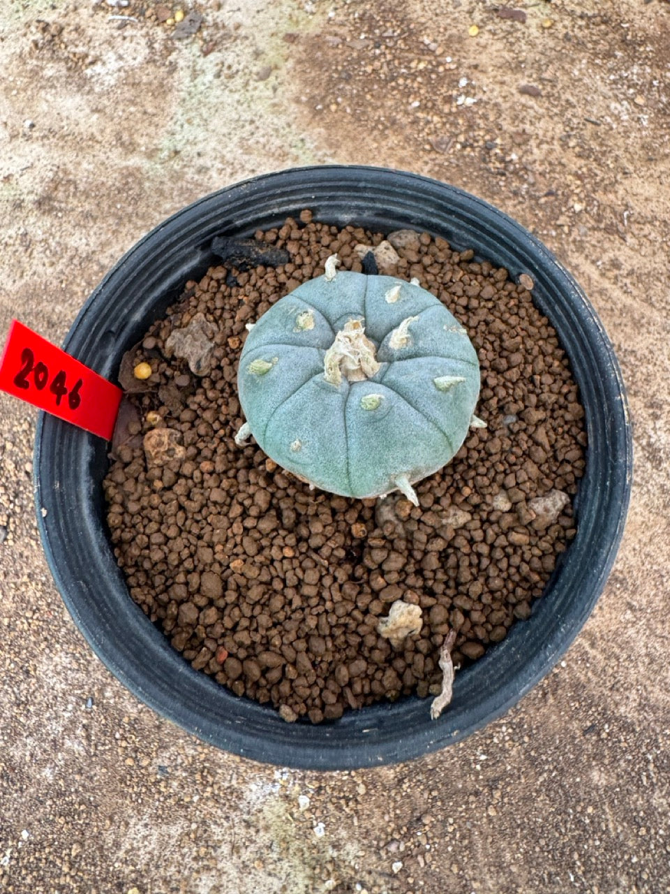 Lophophora williamsii – Peyote Cactus (4-6 cm, Own Root)
