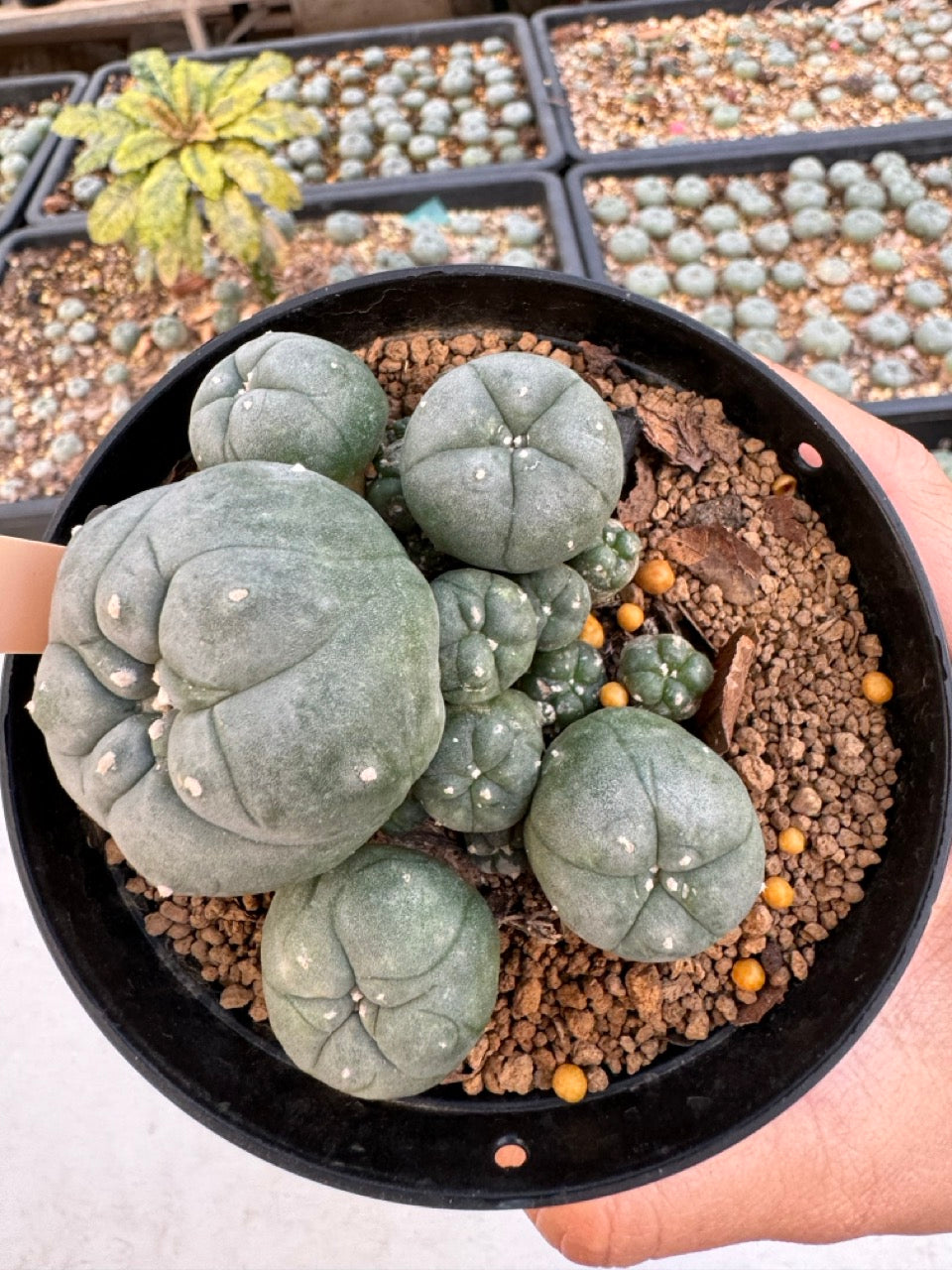 Lophophora williamsii – Peyote Cactus (6–7 cm, Own Root)