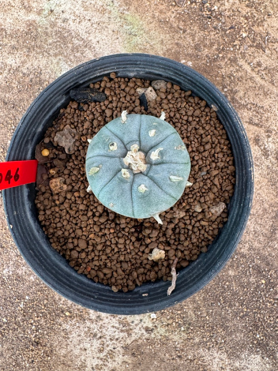 Lophophora williamsii – Peyote Cactus (4-6 cm, Own Root)