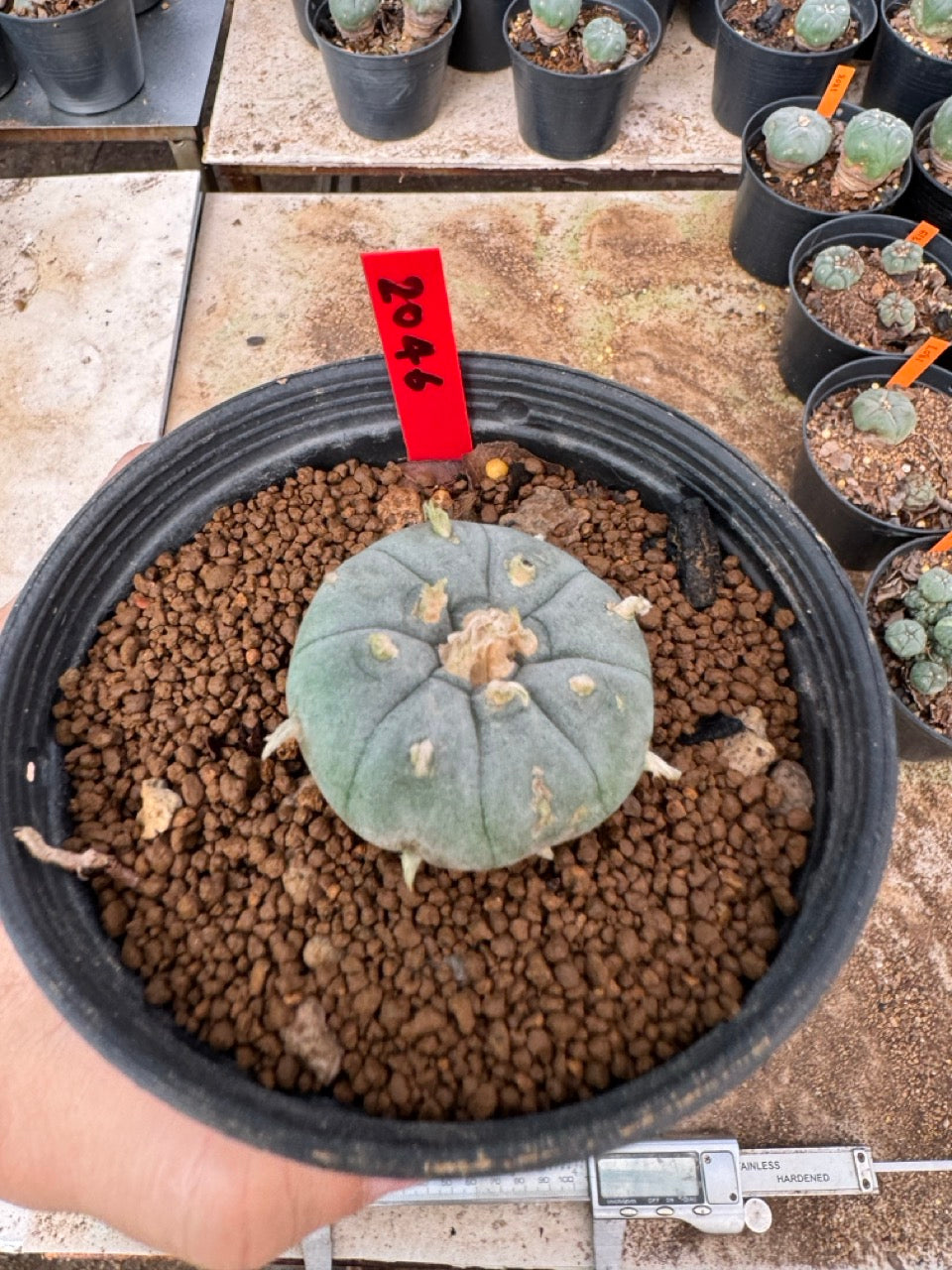 Lophophora williamsii – Peyote Cactus (4-6 cm, Own Root)