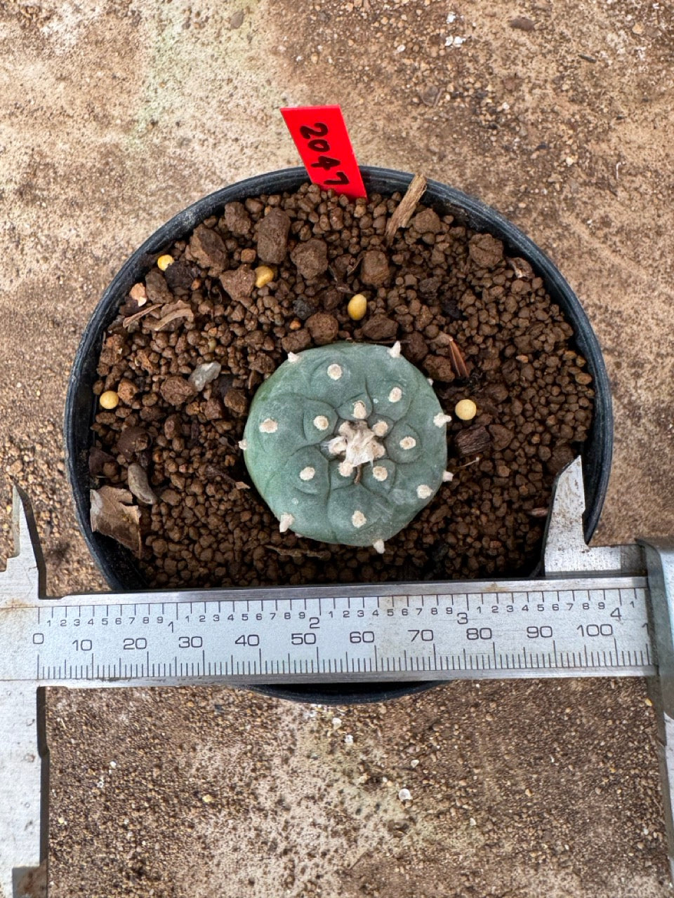 Lophophora williamsii – Peyote Cactus (4-6 cm, Own Root)