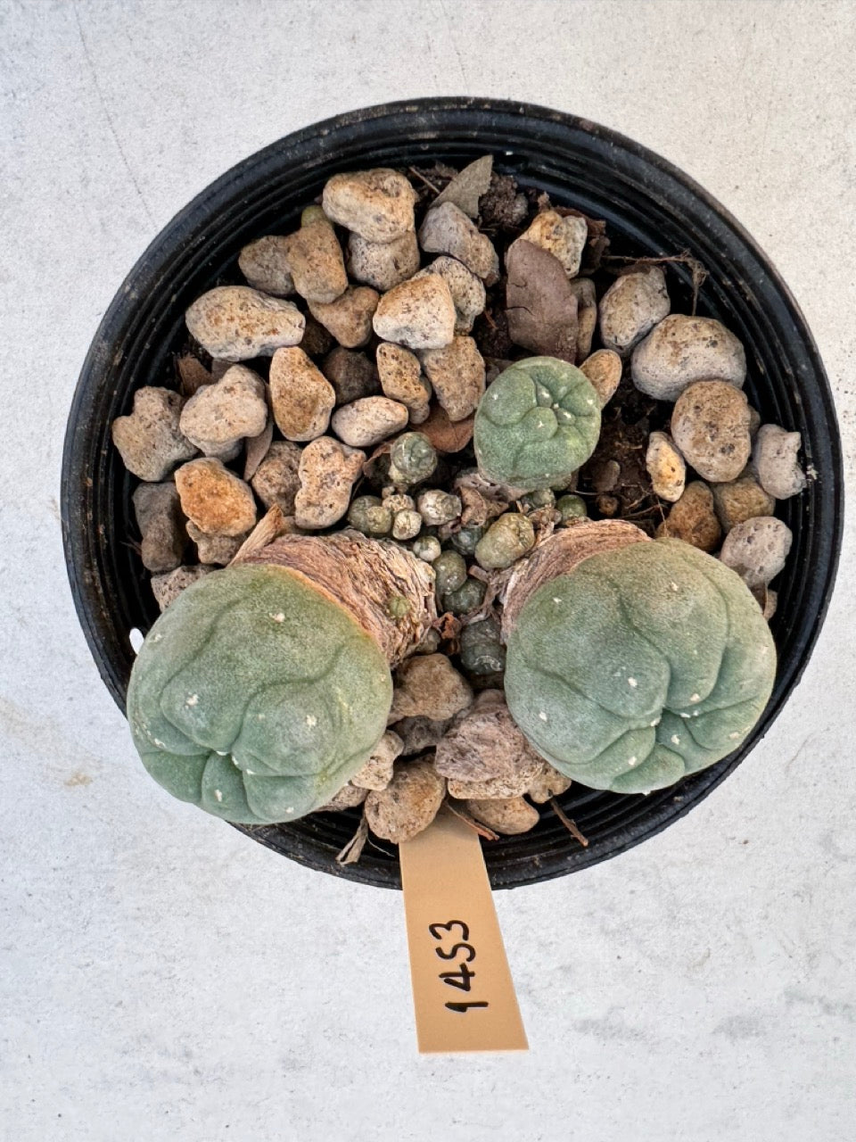 Lophophora williamsii – Peyote Cactus (6–7 cm, Own Root)