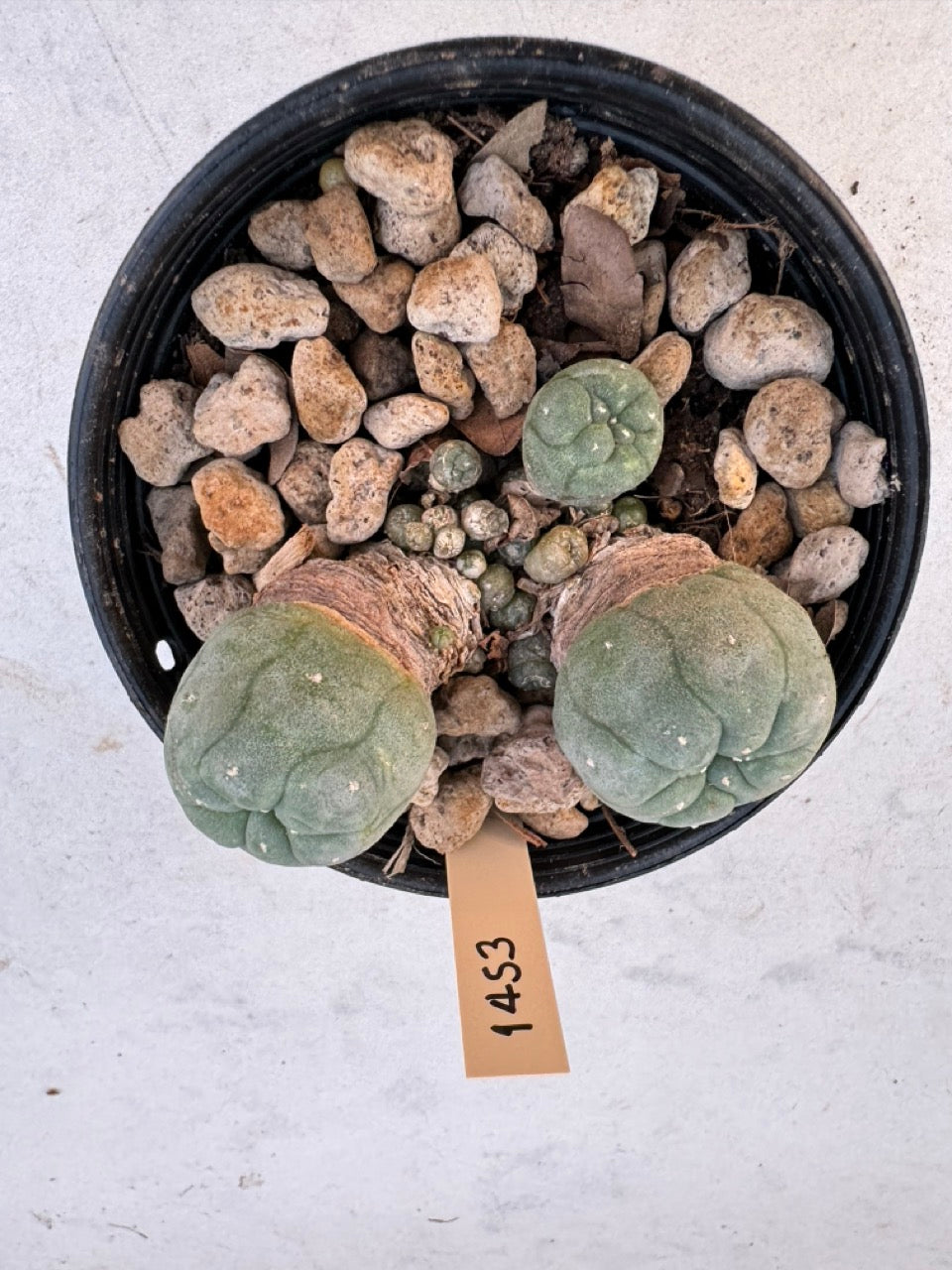 Lophophora williamsii – Peyote Cactus (6–7 cm, Own Root)