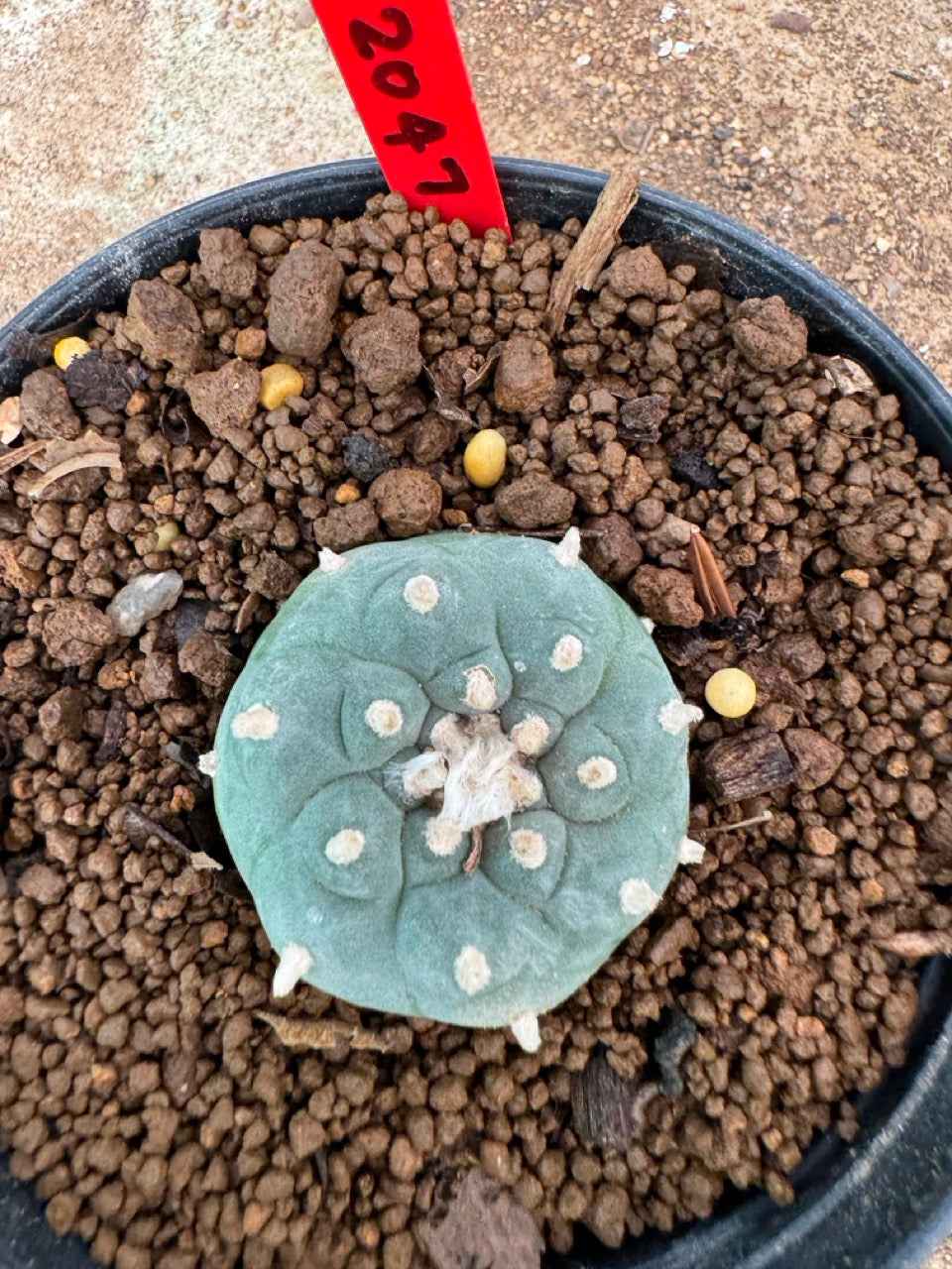 Lophophora williamsii – Peyote Cactus (4-6 cm, Own Root)