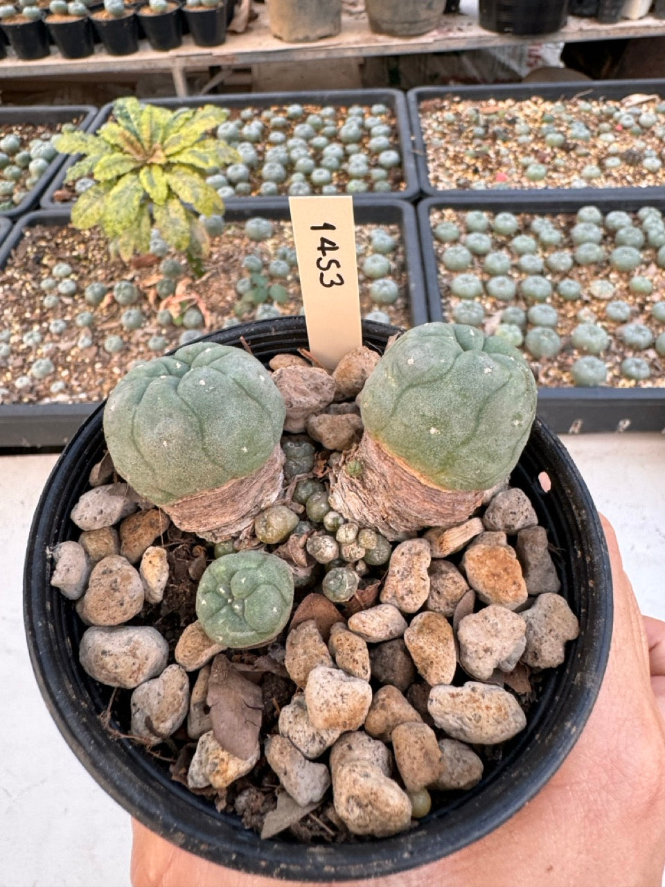 Lophophora williamsii – Peyote Cactus (6–7 cm, Own Root)