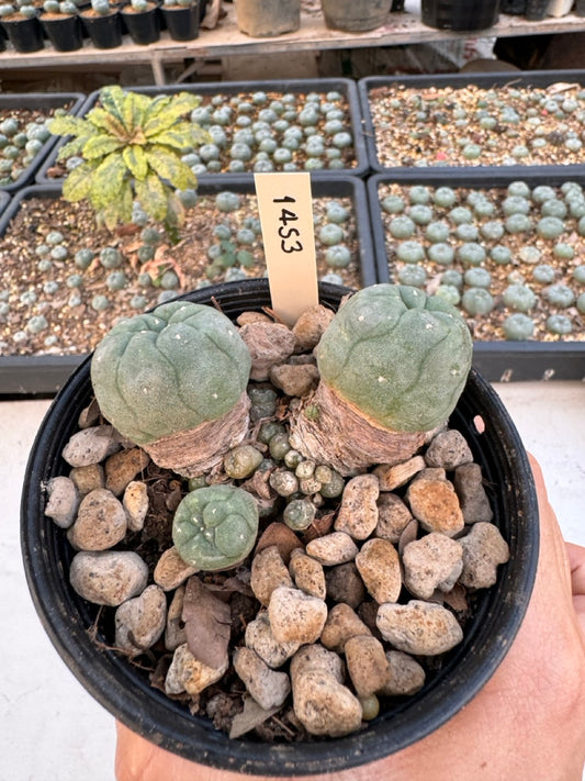 Lophophora williamsii – Peyote Cactus (6–7 cm, Own Root)