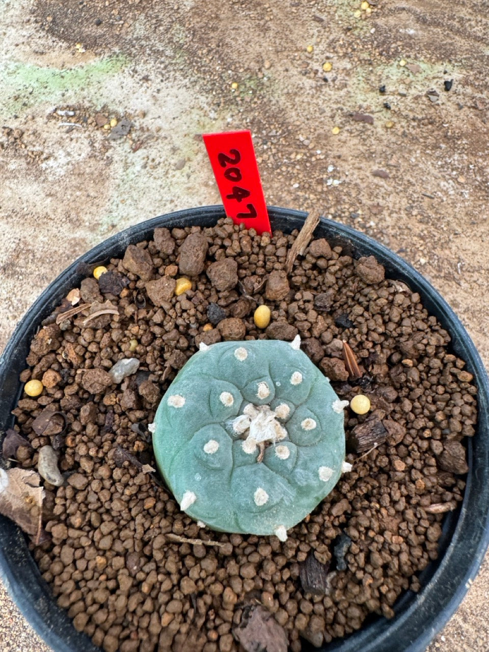 Lophophora williamsii – Peyote Cactus (4-6 cm, Own Root)