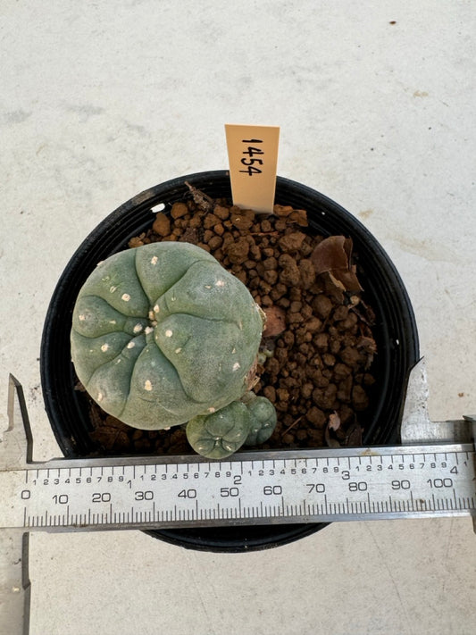 Lophophora williamsii – Peyote Cactus (6–7 cm, Own Root)