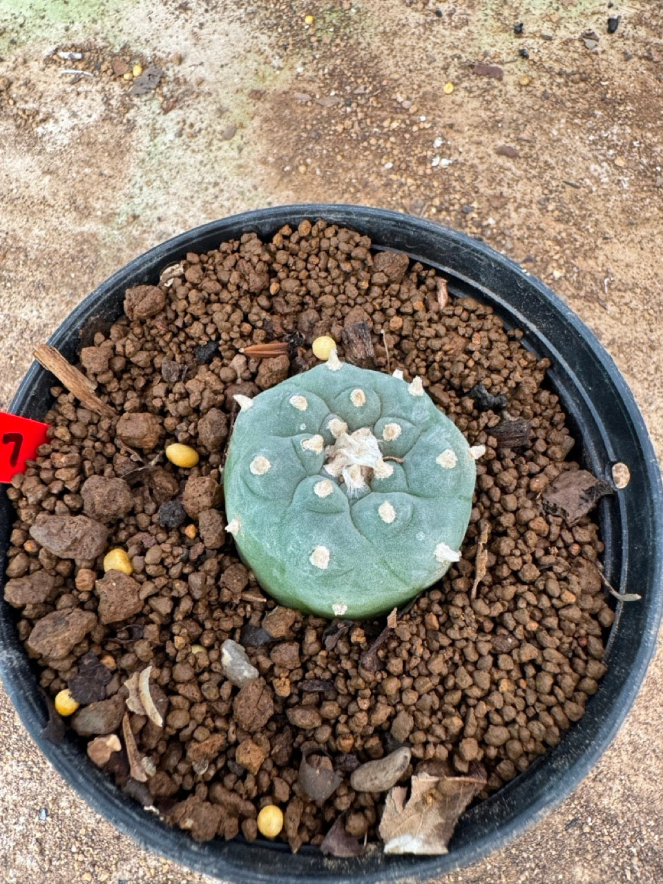 Lophophora williamsii – Peyote Cactus (4-6 cm, Own Root)