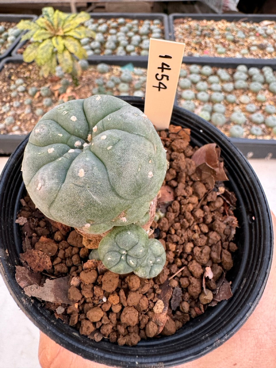 Lophophora williamsii – Peyote Cactus (6–7 cm, Own Root)