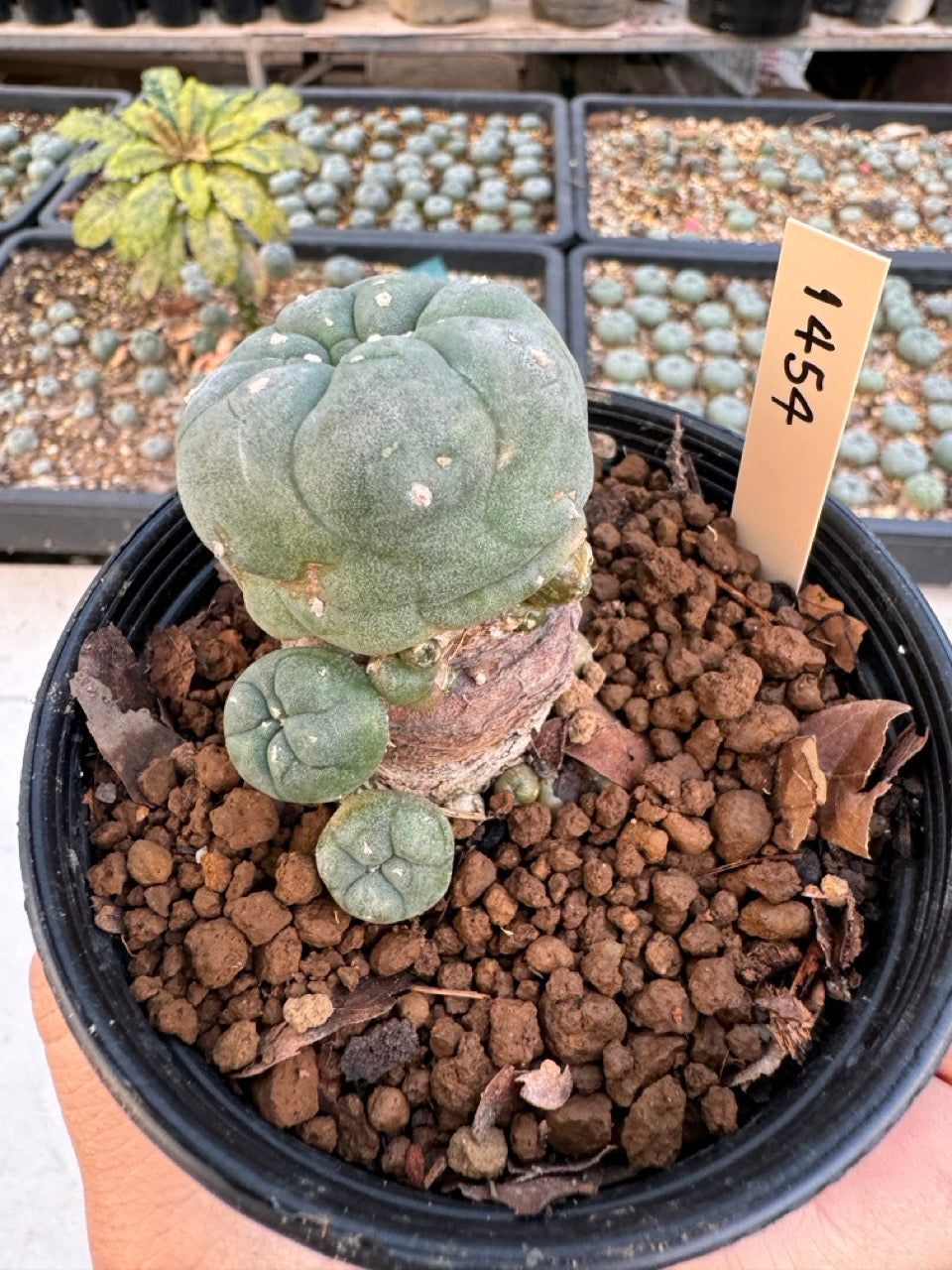 Lophophora williamsii – Peyote Cactus (6–7 cm, Own Root)