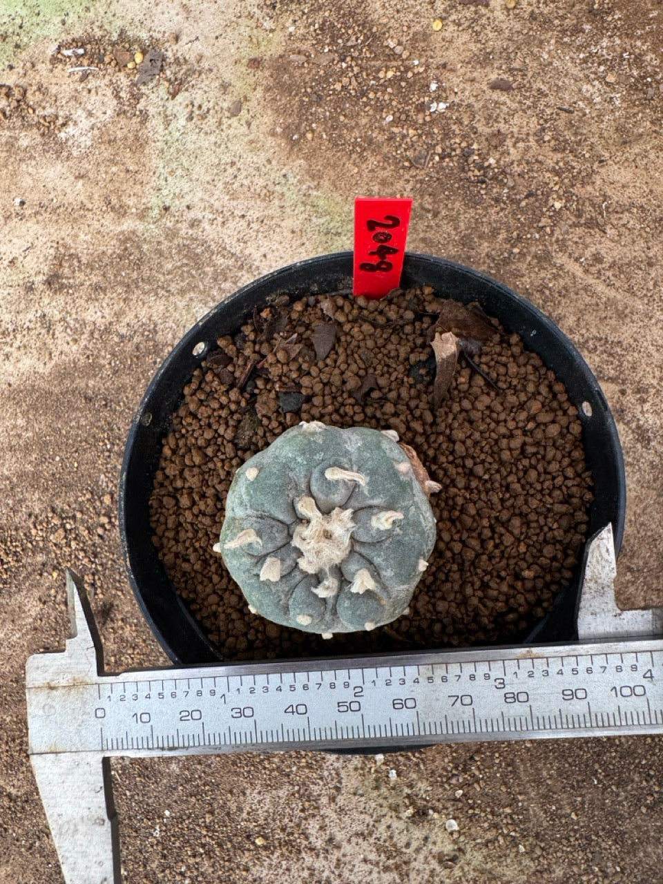 Lophophora williamsii – Peyote Cactus (4-6 cm, Own Root)