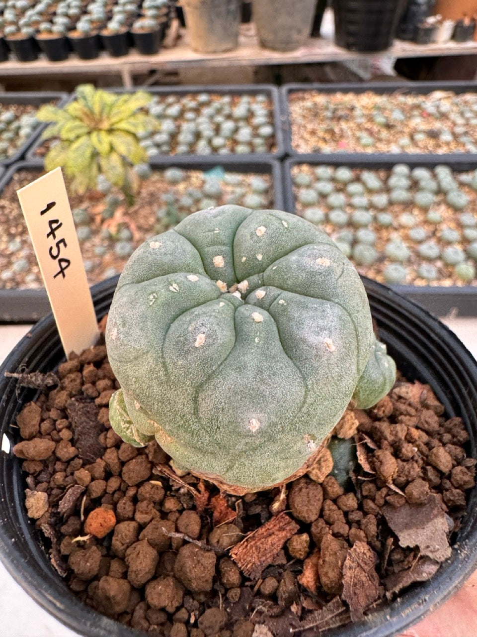 Lophophora williamsii – Peyote Cactus (6–7 cm, Own Root)