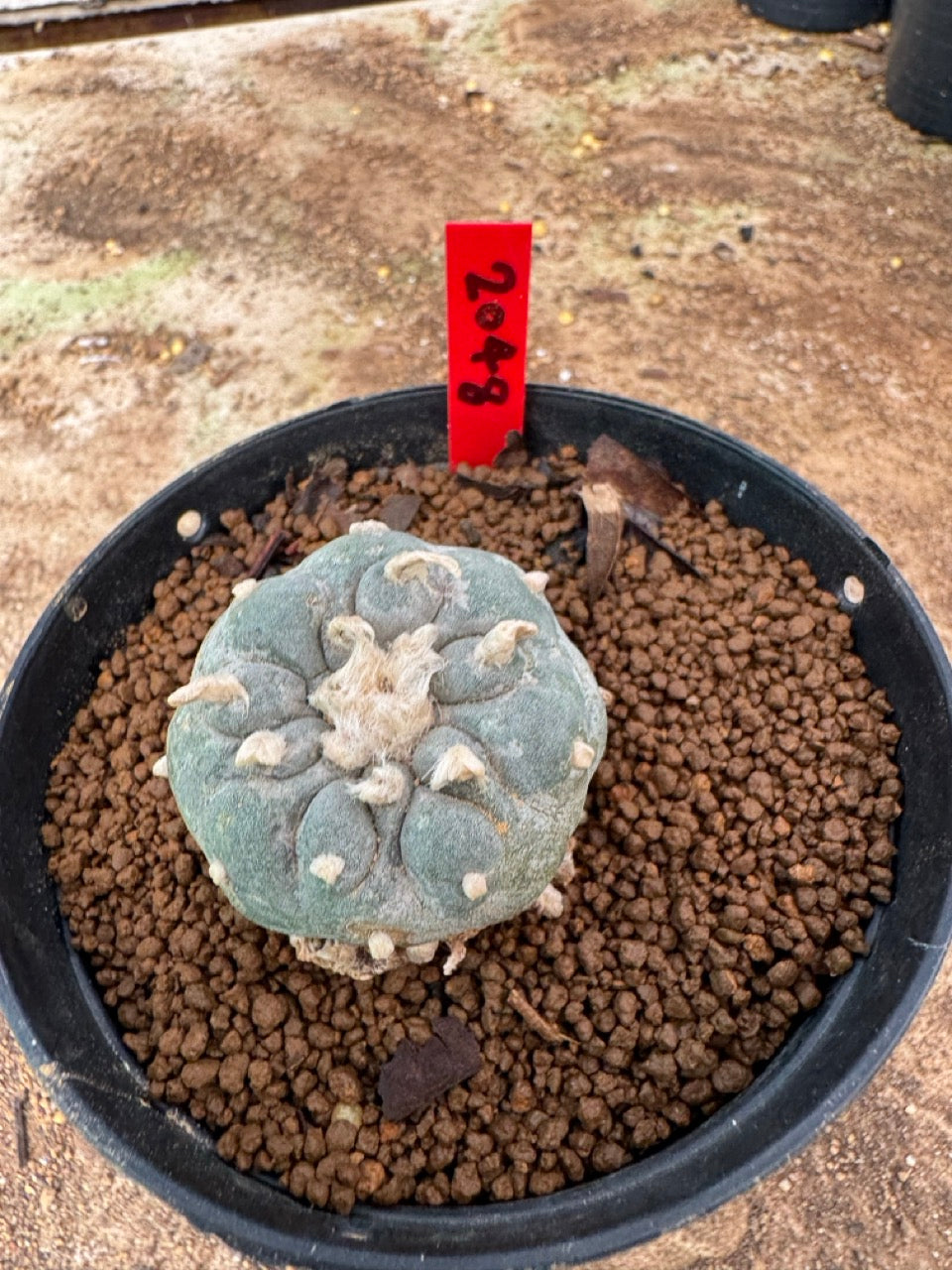 Lophophora williamsii – Peyote Cactus (4-6 cm, Own Root)