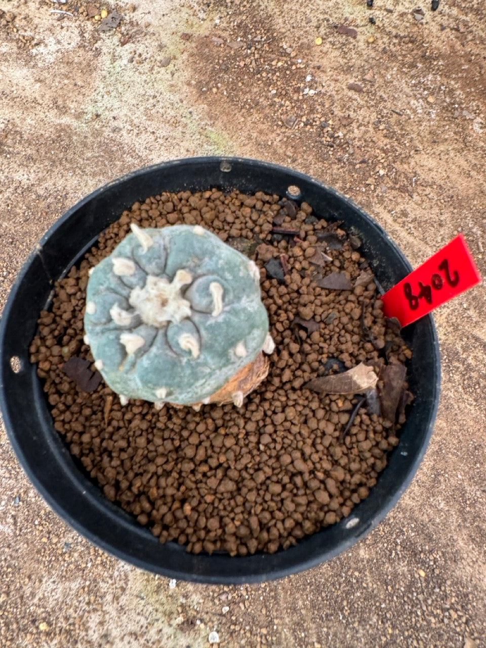 Lophophora williamsii – Peyote Cactus (4-6 cm, Own Root)