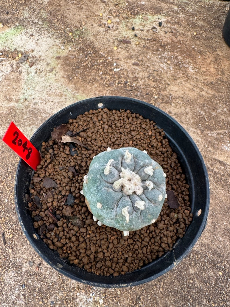 Lophophora williamsii – Peyote Cactus (4-6 cm, Own Root)