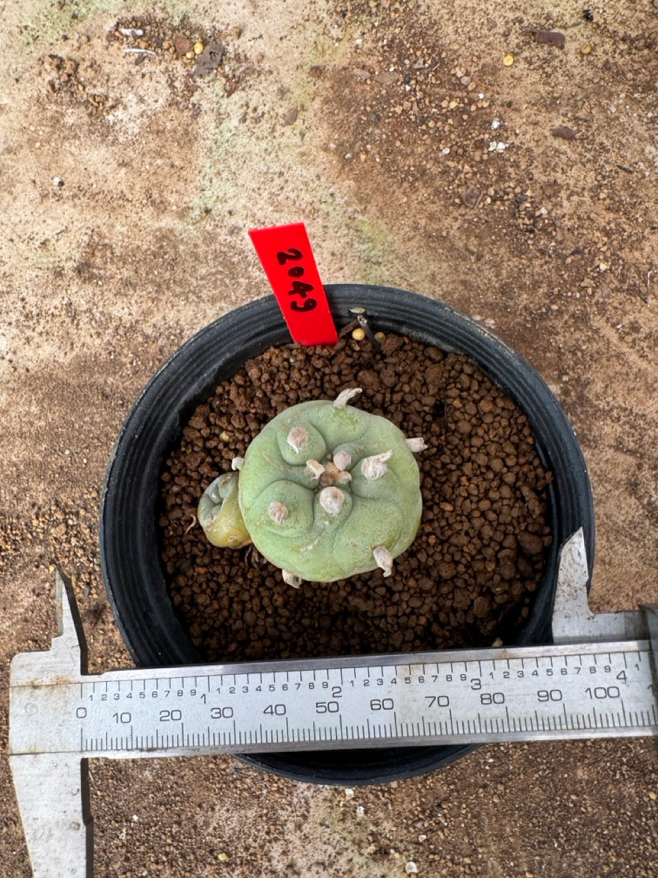 Lophophora williamsii – Peyote Cactus (4-6 cm, Own Root)