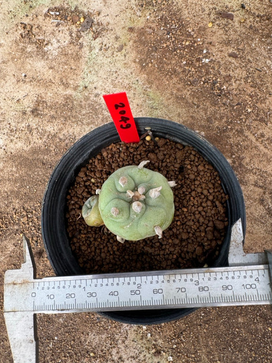 Lophophora williamsii – Peyote Cactus (4-6 cm, Own Root)