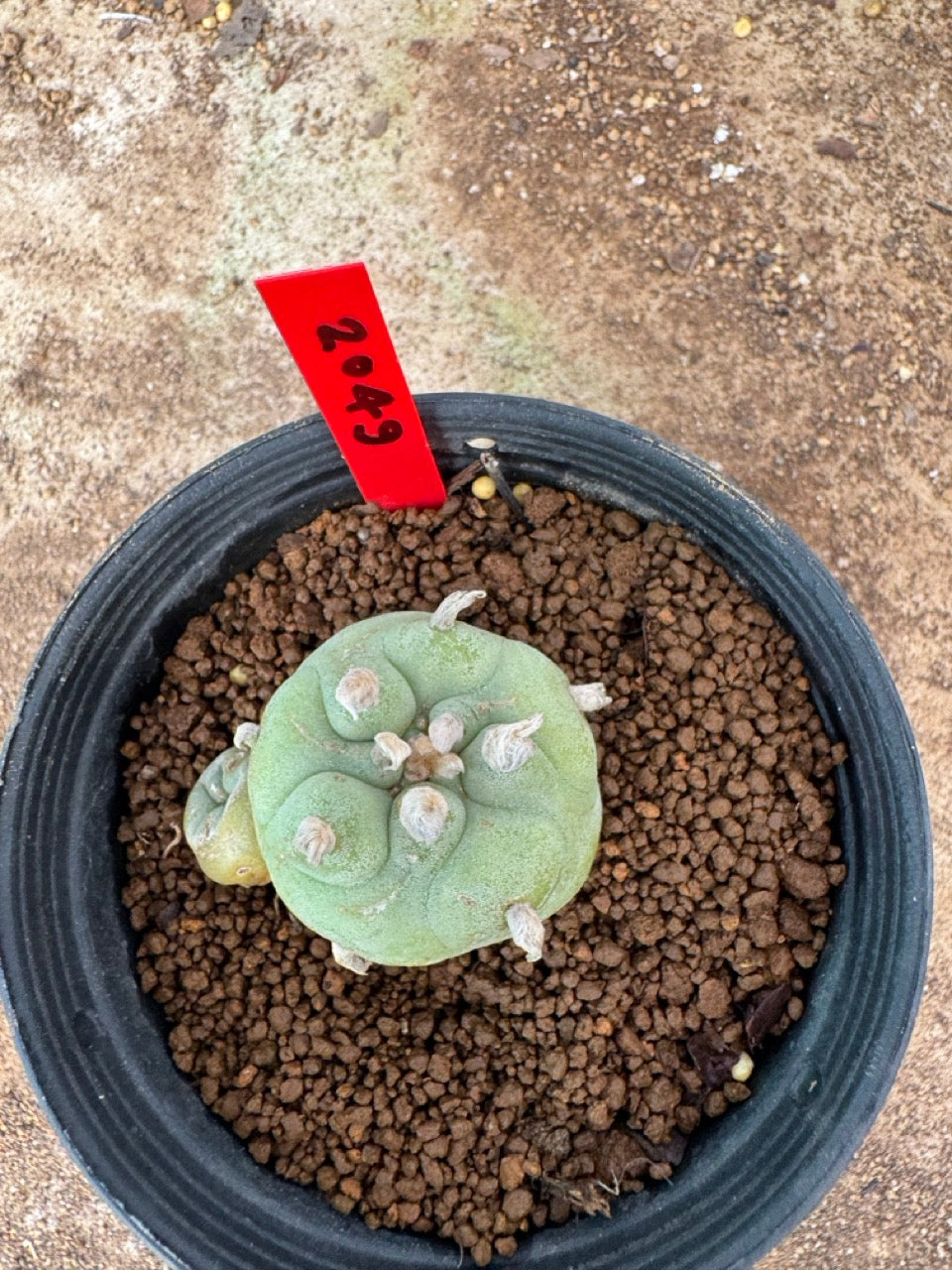 Lophophora williamsii – Peyote Cactus (4-6 cm, Own Root)