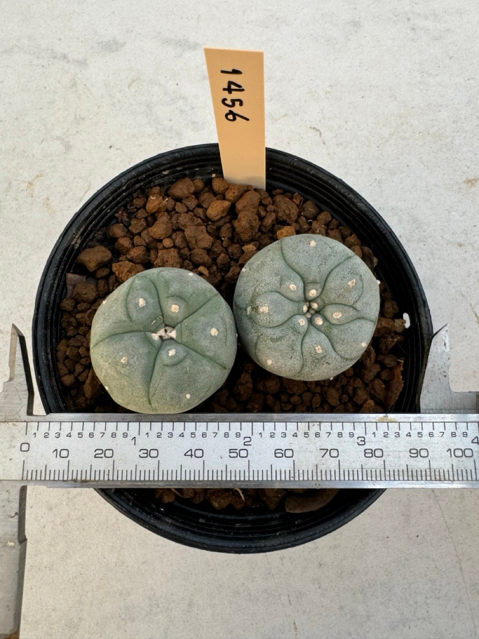 Lophophora williamsii – Peyote Cactus (6–7 cm, Own Root)