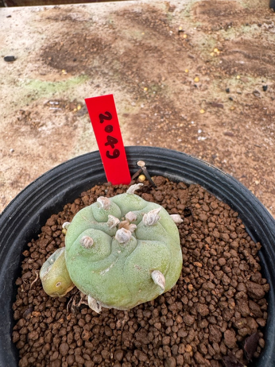 Lophophora williamsii – Peyote Cactus (4-6 cm, Own Root)