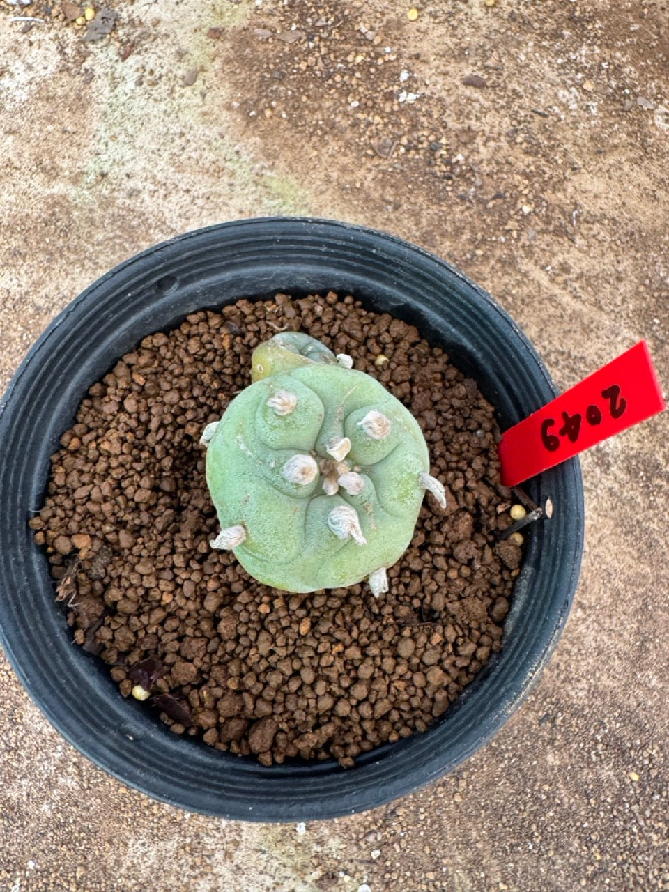 Lophophora williamsii – Peyote Cactus (4-6 cm, Own Root)