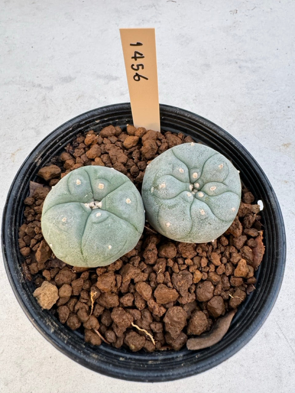 Lophophora williamsii – Peyote Cactus (6–7 cm, Own Root)