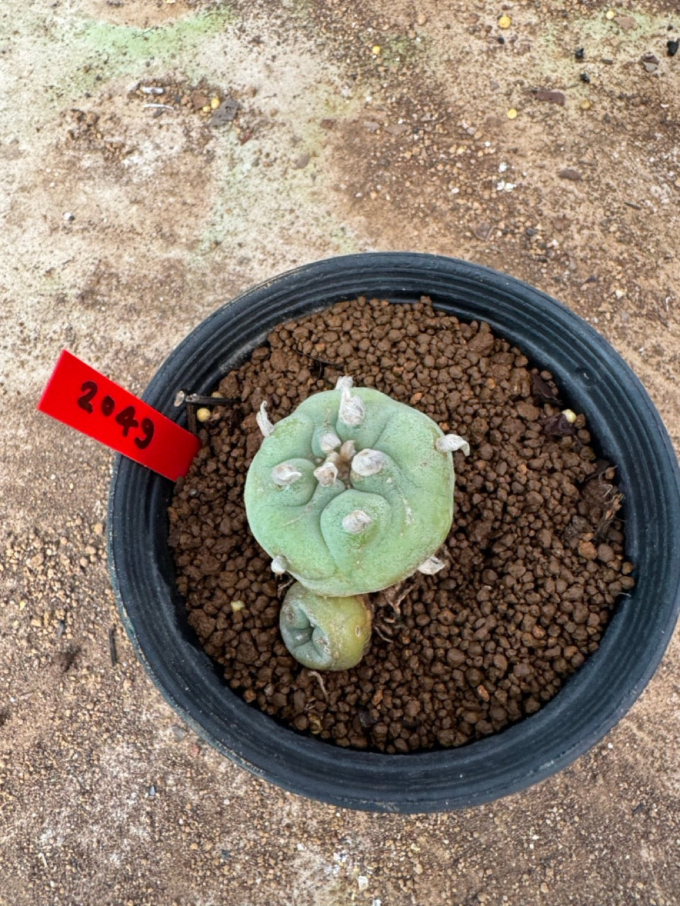 Lophophora williamsii – Peyote Cactus (4-6 cm, Own Root)