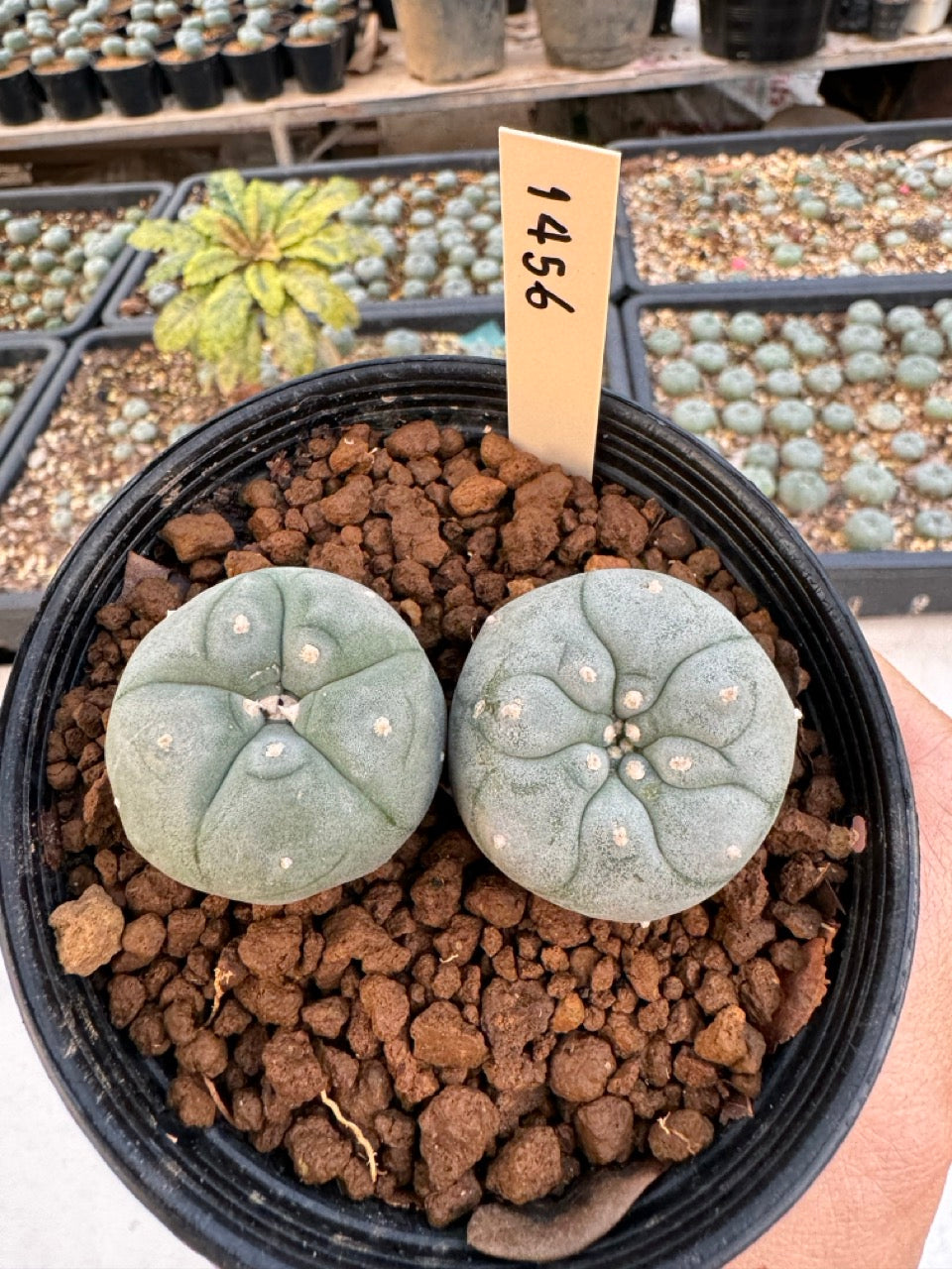 Lophophora williamsii – Peyote Cactus (6–7 cm, Own Root)