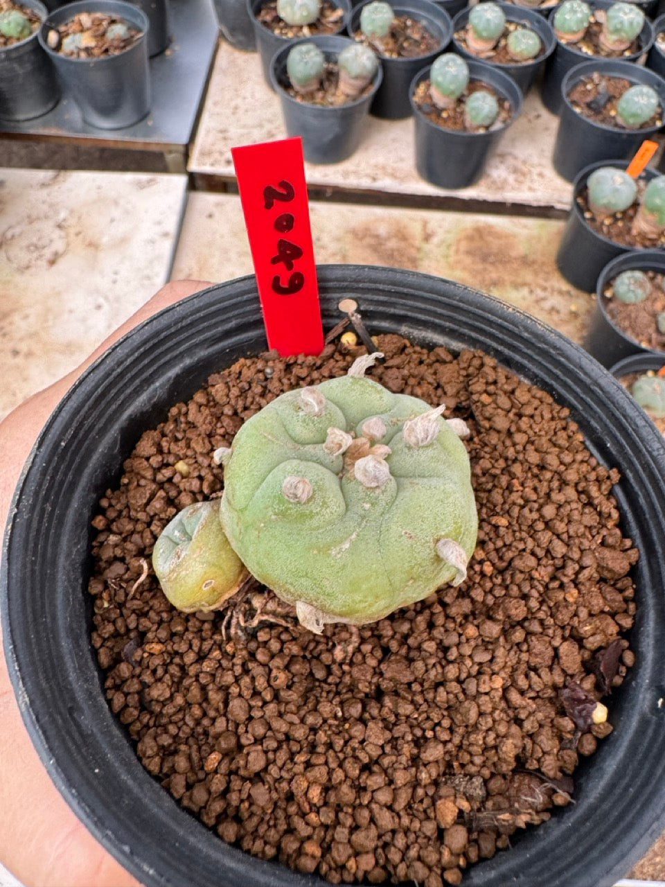 Lophophora williamsii – Peyote Cactus (4-6 cm, Own Root)