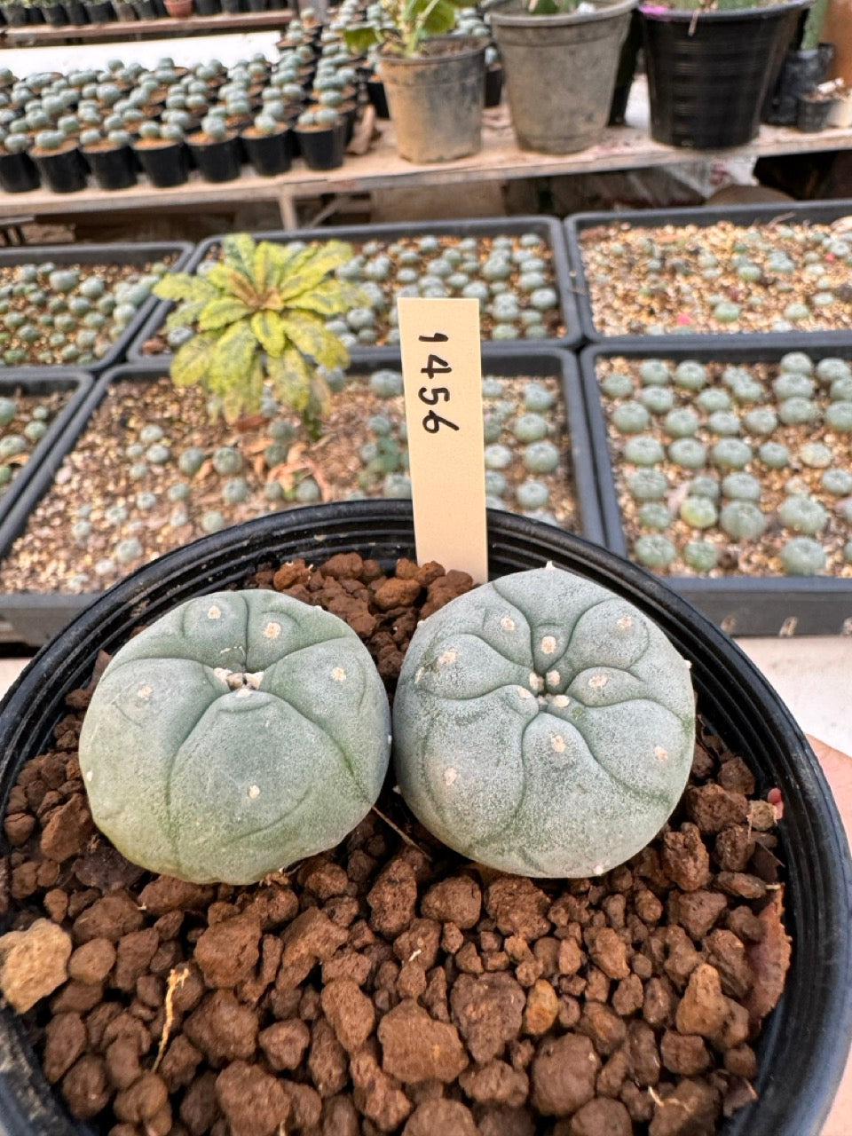 Lophophora williamsii – Peyote Cactus (6–7 cm, Own Root)