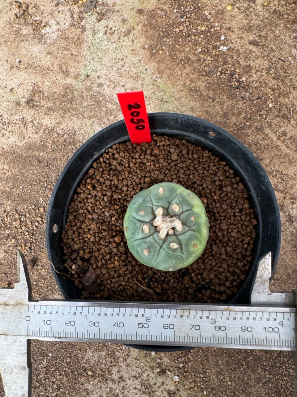 Lophophora williamsii – Peyote Cactus (3.5-6 cm, Own Root)