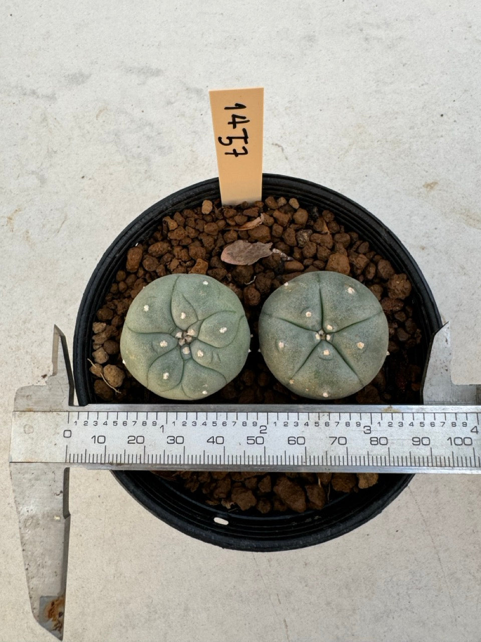 Lophophora williamsii – Peyote Cactus (6–7 cm, Own Root)