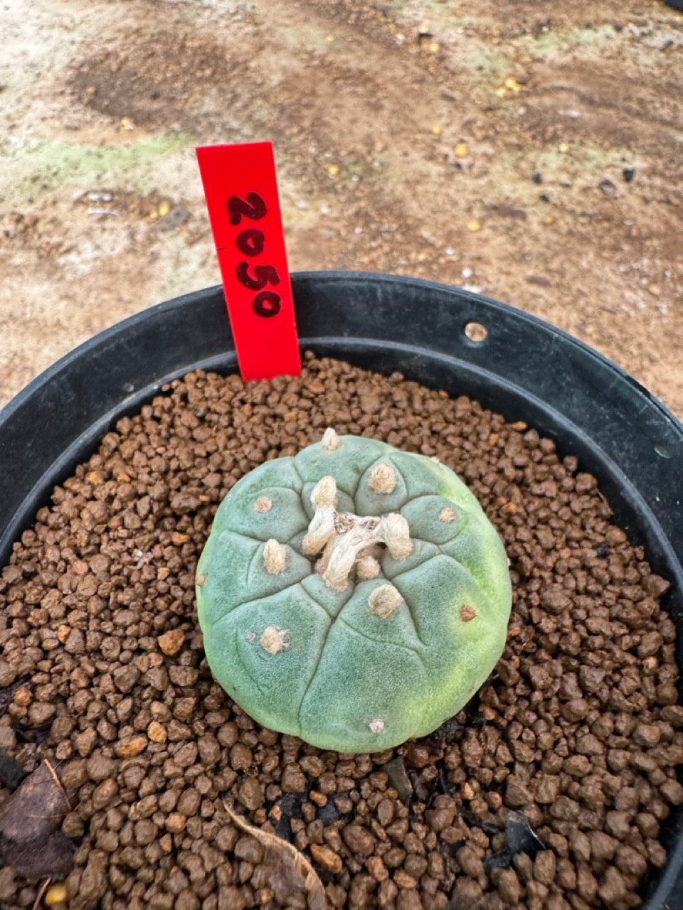 Lophophora williamsii – Peyote Cactus (3.5-6 cm, Own Root)