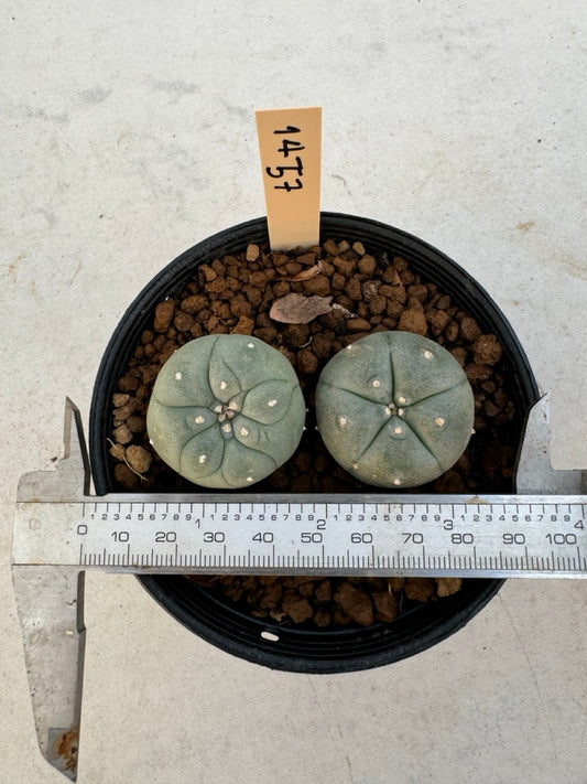 Lophophora williamsii – Peyote Cactus (6–7 cm, Own Root)