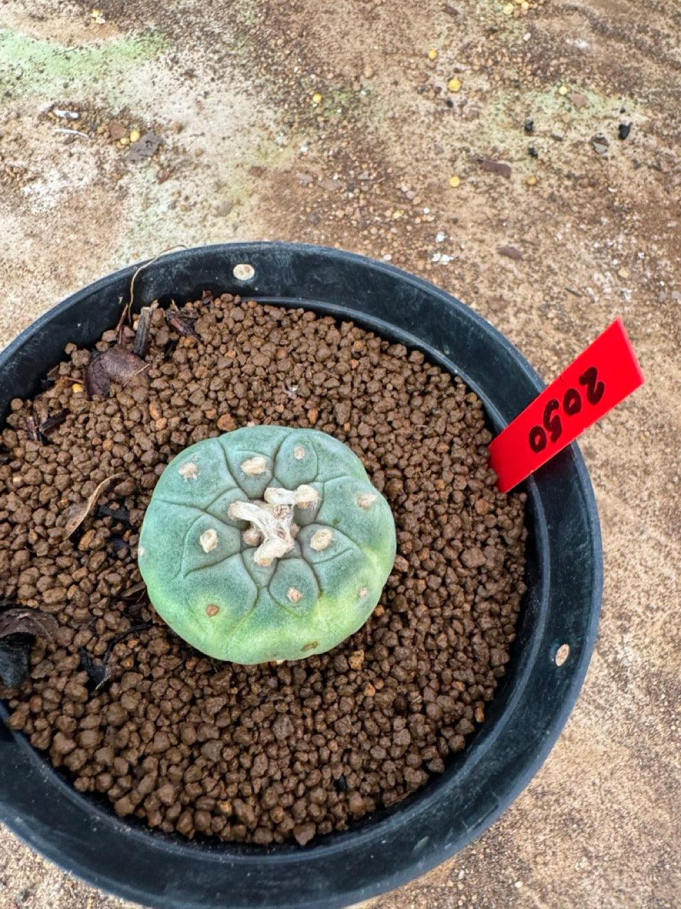 Lophophora williamsii – Peyote Cactus (3.5-6 cm, Own Root)