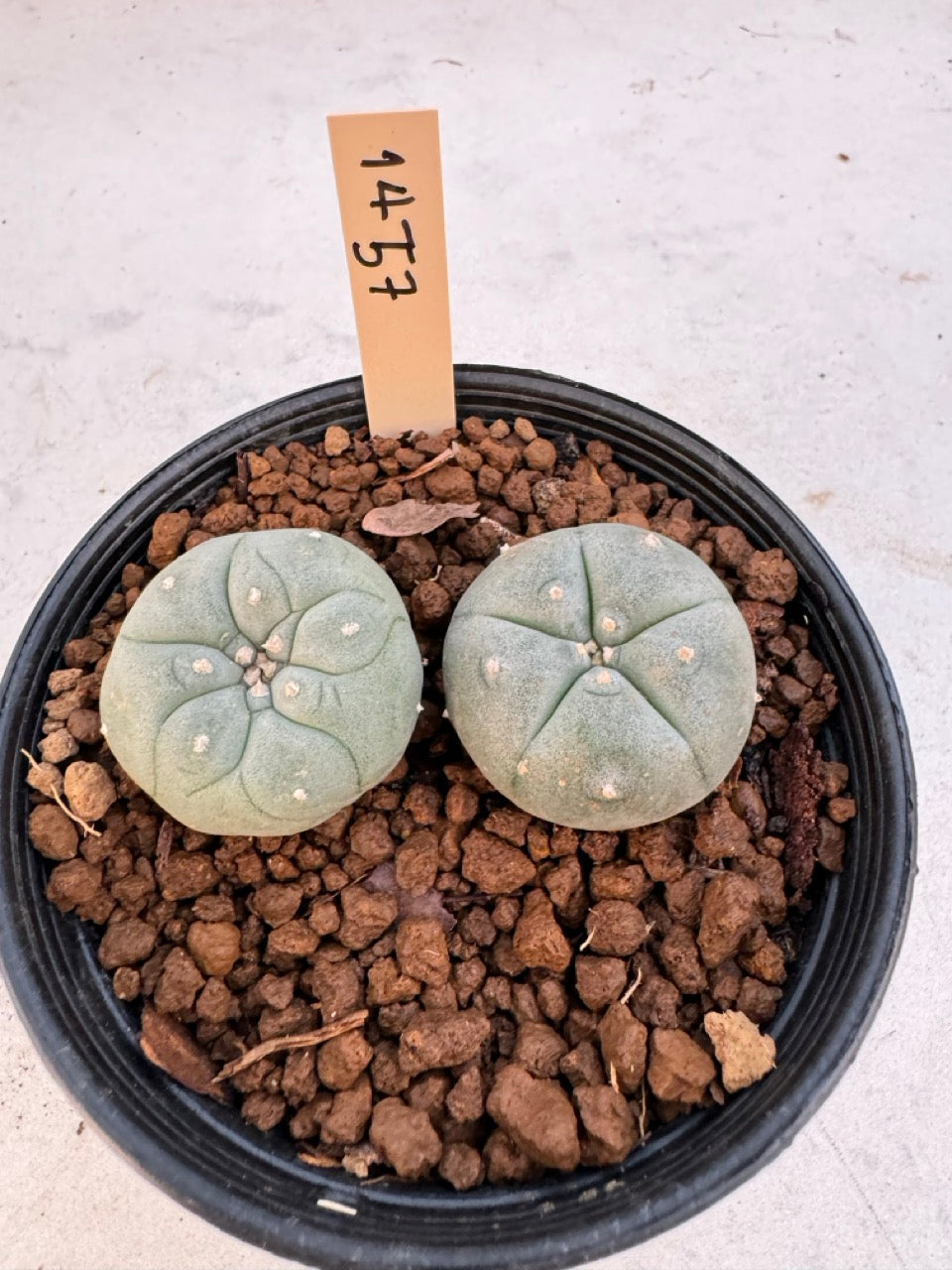 Lophophora williamsii – Peyote Cactus (6–7 cm, Own Root)