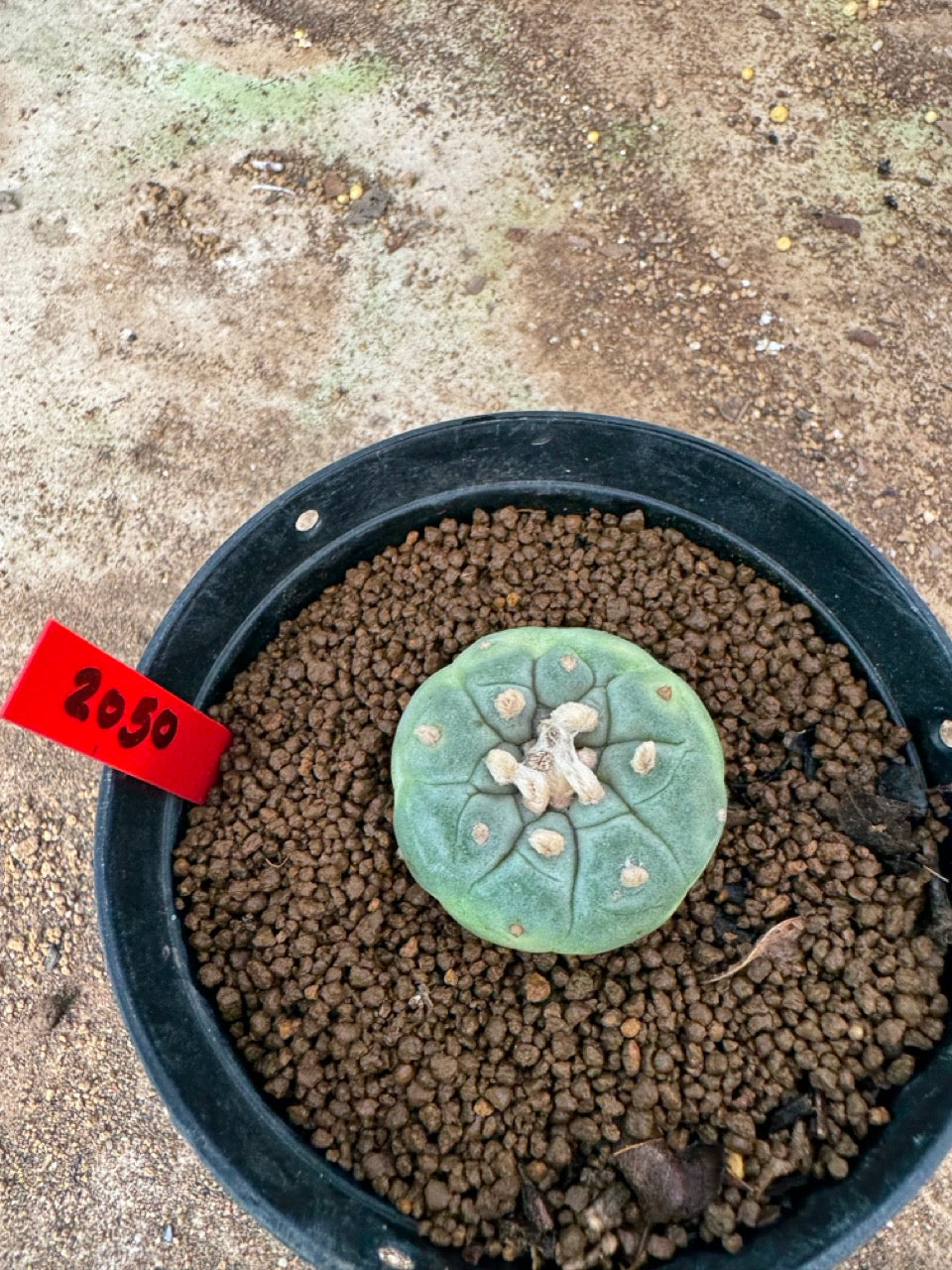 Lophophora williamsii – Peyote Cactus (3.5-6 cm, Own Root)