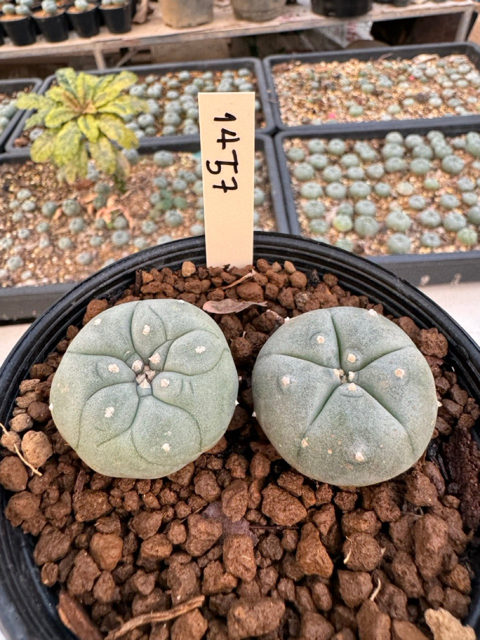 Lophophora williamsii – Peyote Cactus (6–7 cm, Own Root)